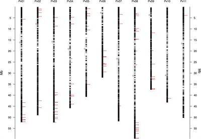 Genotyping by Sequencing and Genome–Environment Associations in Wild Common Bean Predict Widespread Divergent Adaptation to Drought